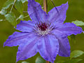 Clematis Damian IMG_3793_1 Powojnik